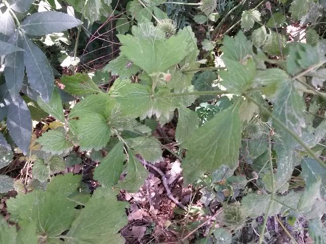 Geum urbanum  (Rosaceae)